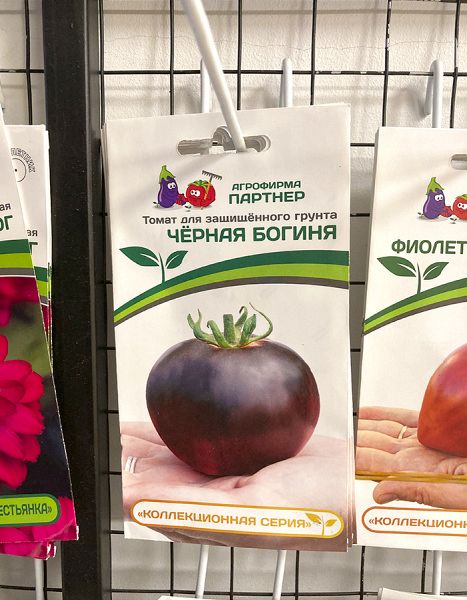 томат Чёрная богиня